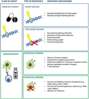 Frontiers | Patient-derived Cancer Models: Valuable Platforms For ...